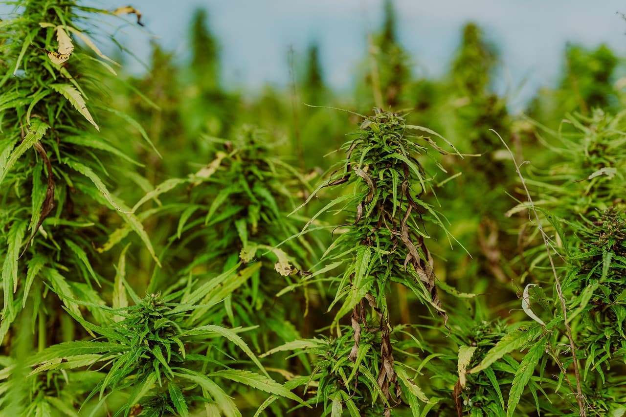 Best CBD Brands of 2025